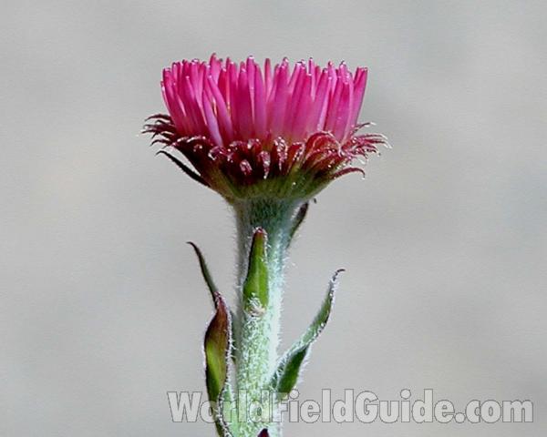 Flower - Side View<br>(Location of Picture: Cascade Mountains, Washington, USA)
