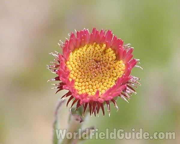 Flower - Front View<br>(Location of Picture: Cascade Mountains, Washington, USA)