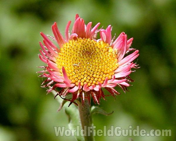 Flower - Top View<br>(Location of Picture: Cascade Mountains, Washington, USA)
