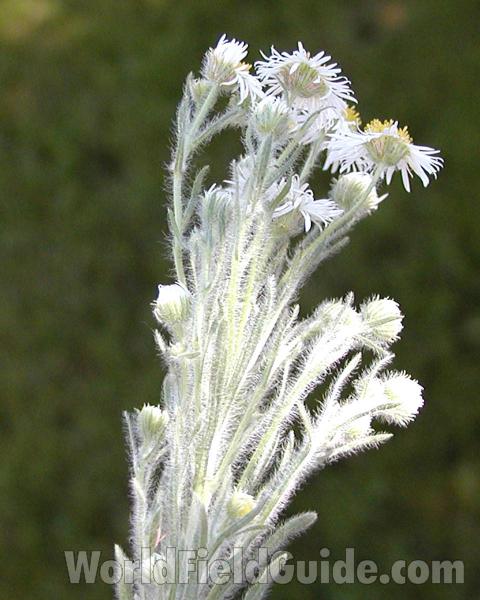 Top Of Plant<br>(Location of Picture: Cascades, Washington, USA, '03)