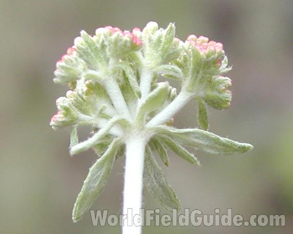 Flowers - Back View<br>(Location of Picture: Okanogan, Washington, USA)