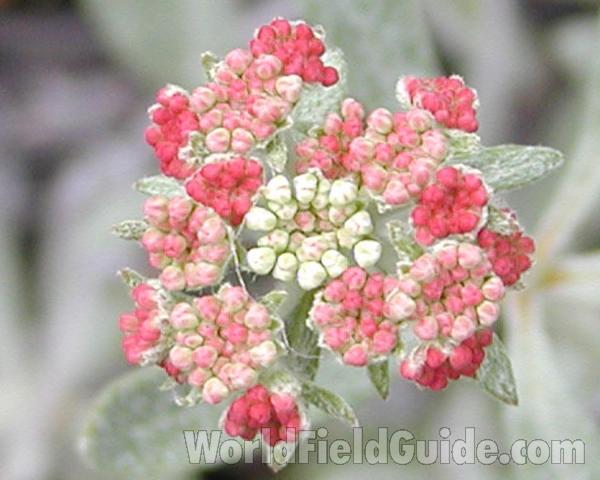 Flowers<br>(Location of Picture: Okanogan, Washington, USA)