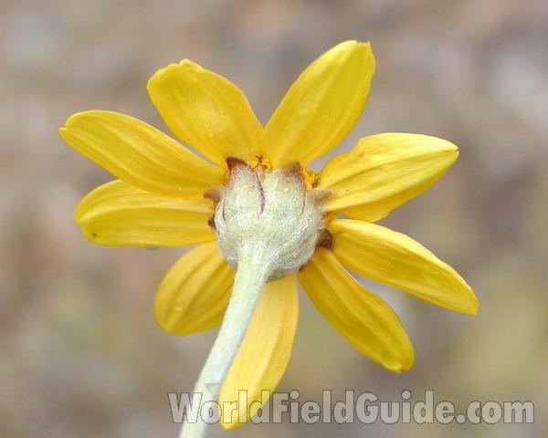 Flower - Rear View<br>(Location of Picture: Okanogan, Washington, USA)
