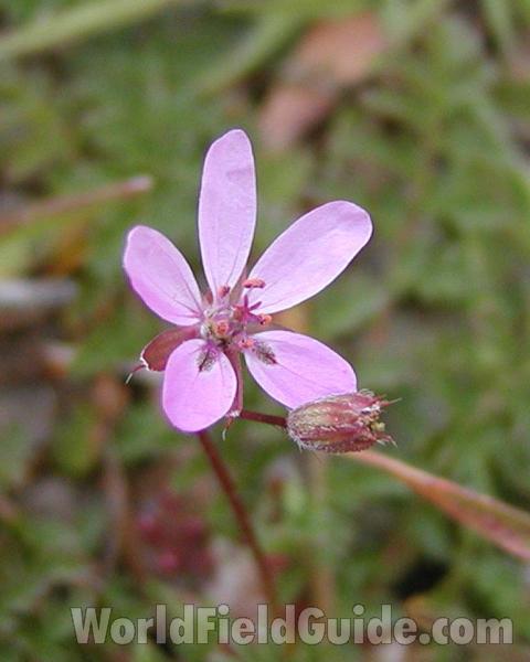 Flower - Front View<br>(Location of Picture: Cascades,  washington, USA)