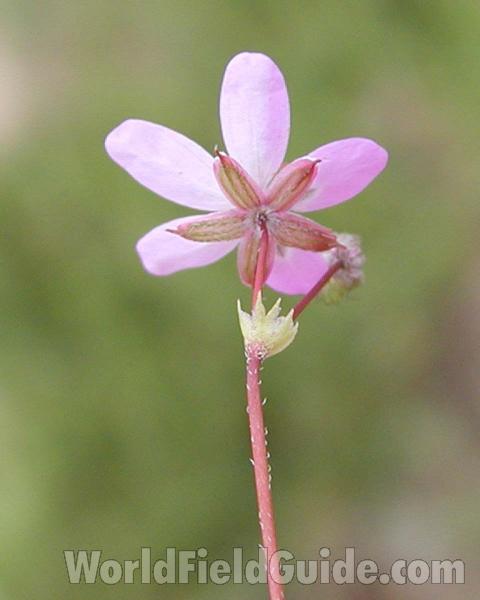 Flower - Back View<br>(Location of Picture: Cascades,  washington, USA)