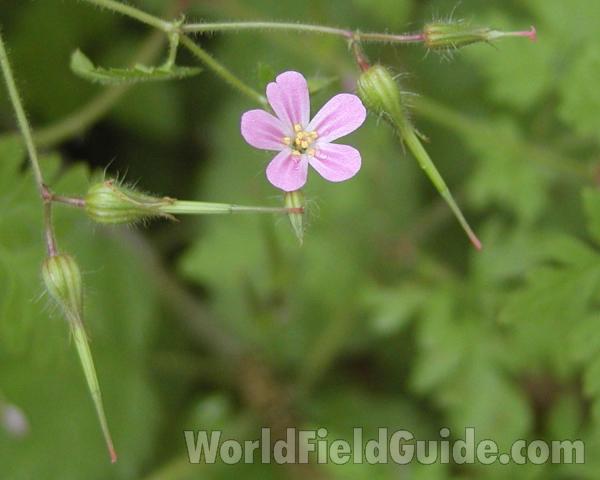Flower<br>(Location of Picture: Cascades,  washington, USA)