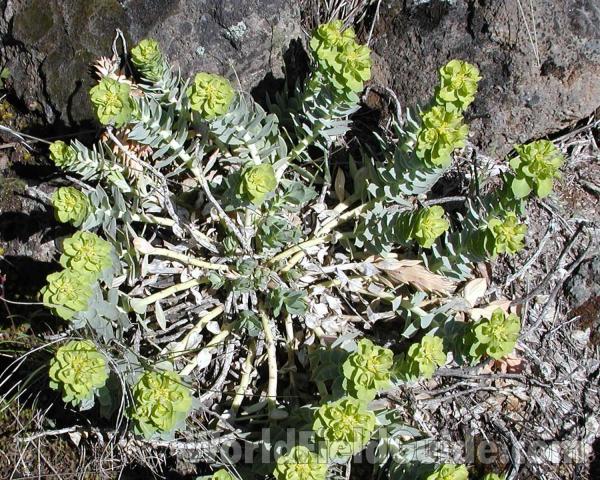 Habitat - Top View<br>(Location of Picture: Okanogan, Washington, USA)