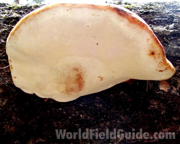 Underside<br>(Location of Picture: Cascade Mountains, Washington, USA)