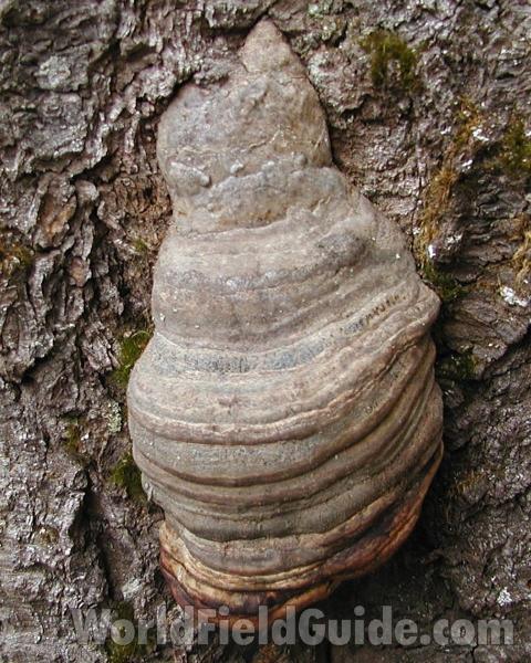 Odd Shape - View<br>(Location of Picture: Cascade Mountains, Washington, USA)