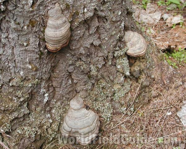 Habitat<br>(Location of Picture: Cascade Mountains, Washington, USA)