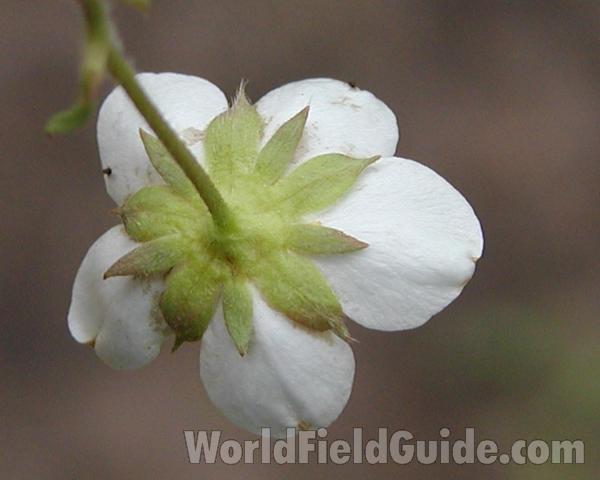 Back Of Flower<br>(Location of Picture: Cascade Mountains, Washington, USA)