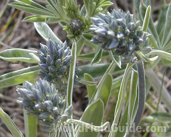 Buds<br>(Location of Picture: Happy Hill, Washington, USA)