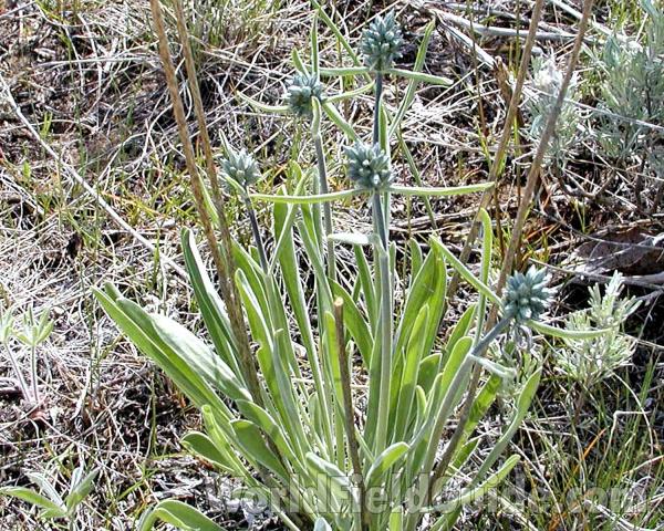 Basal Rosette<br>(Location of Picture: Happy Hill, Washington, USA)
