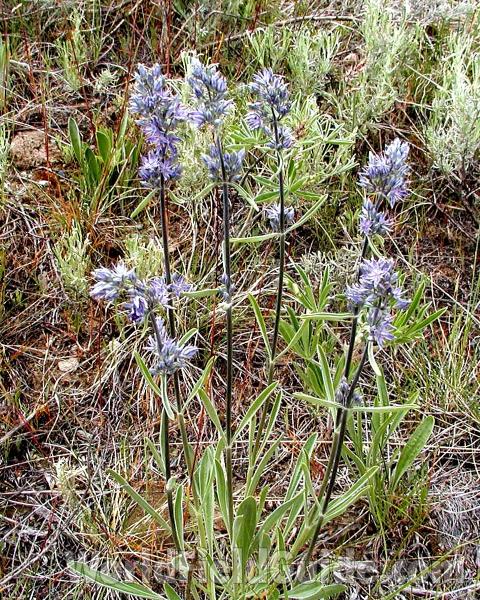 Habitat<br>(Location of Picture: Happy Hill, Washington, USA)