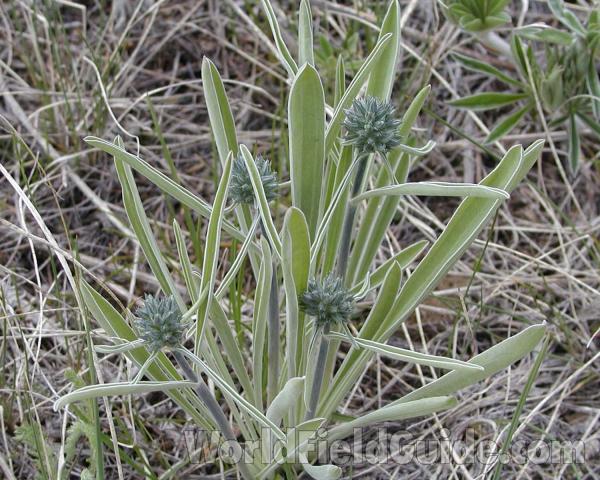 Basal Rosette<br>(Location of Picture: Happy Hill, Washington, USA)