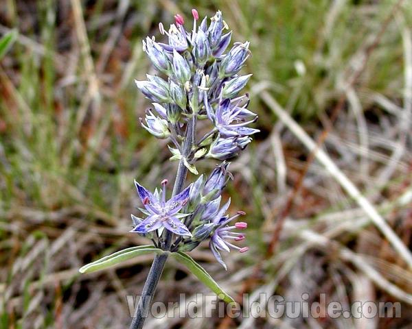Flower Raceme<br>(Location of Picture: Happy Hill, Washington, USA)