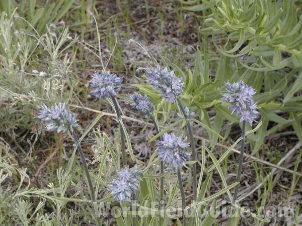Flowers<br>(Location of Picture: Happy Hill, Washington, USA)