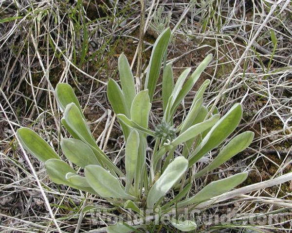 Spring Leaves<br>(Location of Picture: Happy Hill, Washington, USA)