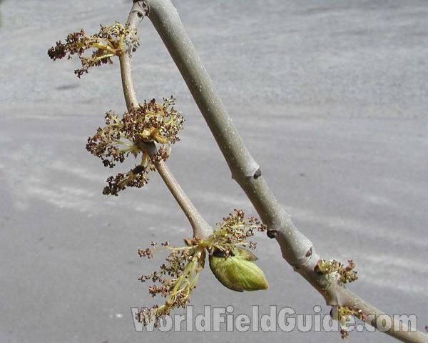 Flowers<br>(Location of Picture: Okanogan, Washington, USA)