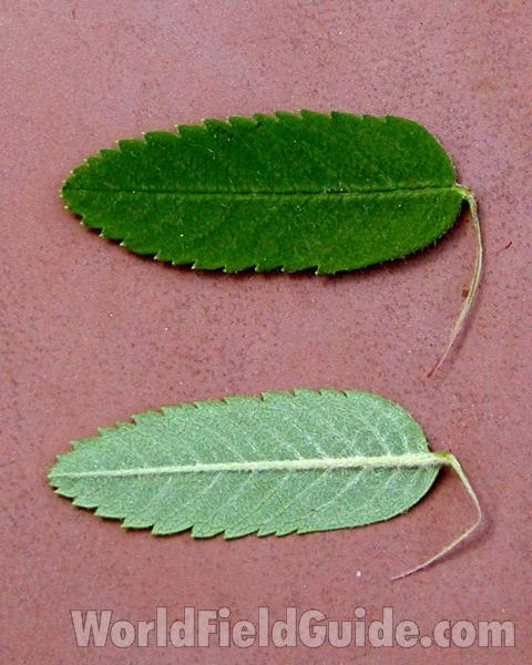 Leaves - Colse-up<br>(Location of Picture: Garden, Okanogan, Washington USA)