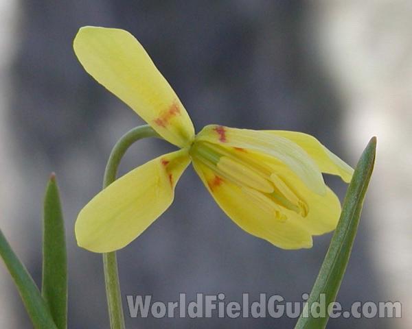 Flower<br>(Location of Picture: Okanogan, Washington, USA)