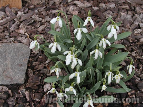 Plants<br>(Location of Picture: Garden, Okanogan, Washington, USA)