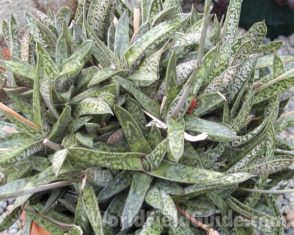 Leaves<br>(Location of Picture: Manito Garden, Washington, USA)
