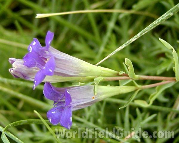 Flowers - Side View<br>(Location of Picture: Cascade Mountains, Washington, USA)