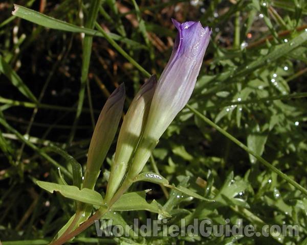 Buds<br>(Location of Picture: Cascade Mountains, Washington, USA)