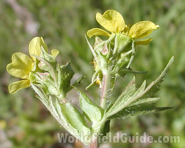 Flowers - Side View<br>(Location of Picture: Cascade Mountains, Washignton, USA)