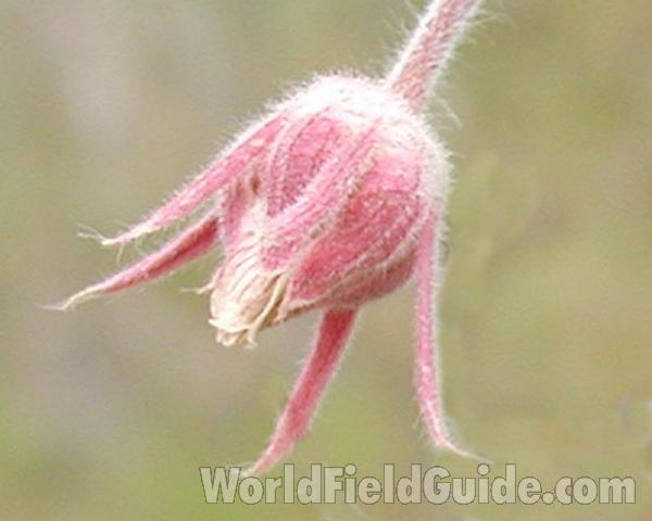 Bud<br>(Location of Picture: Okanogan, Washington, USA)