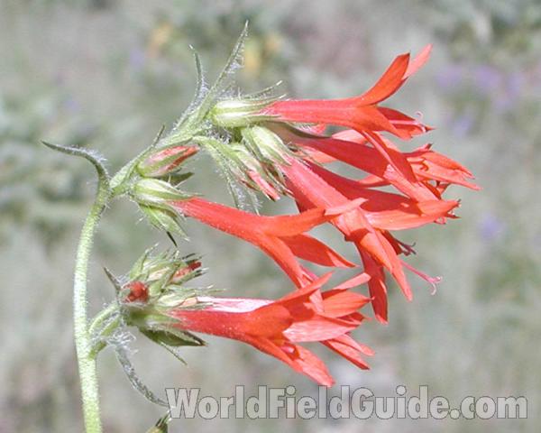 Flowers - Side View<br>(Location of Picture: Conconully, Washington, USA)