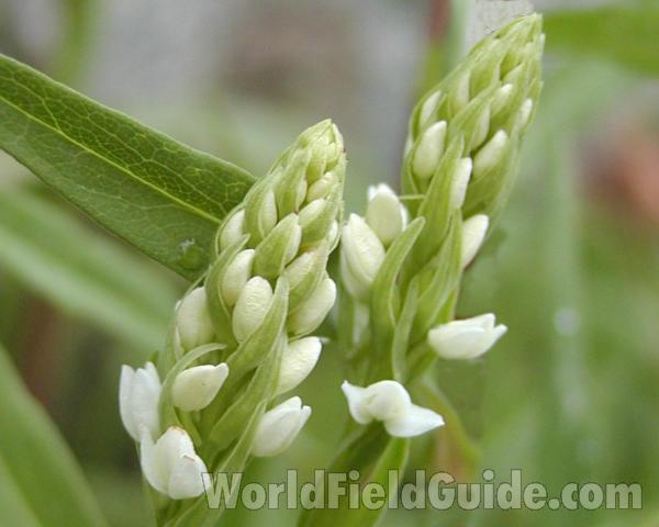 Buds<br>(Location of Picture: Loup Loup, Washington, USA)