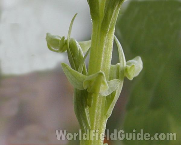 Flower - Close Up<br>(Location of Picture: Loup Loup, Washington, USA)