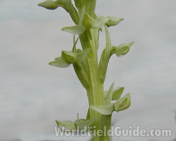 Flower Raceme<br>(Location of Picture: Loup Loup, Washington, USA)