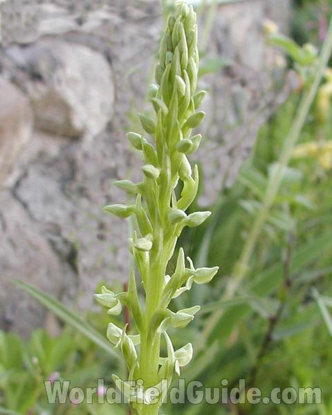 Top Of Plant<br>(Location of Picture: Loup Loup, Washington, USA)