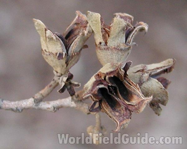 Capsul<br>(Location of Picture: Garden, Spokane, Washington, USA)