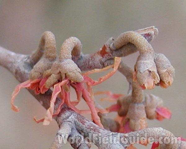 Flower<br>(Location of Picture: Garden, Spokane, Washington, USA)