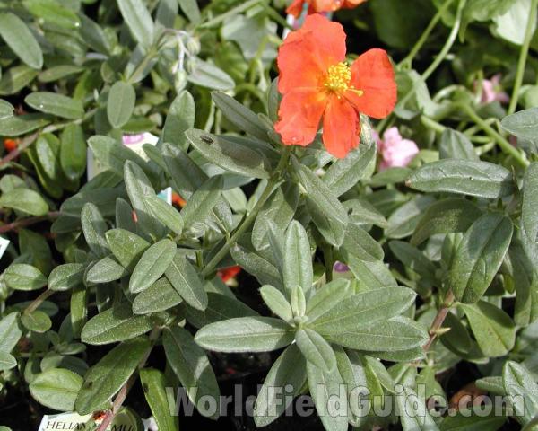 Top Of Plant<br>(Location of Picture: Manito Garden, Washington, USA)