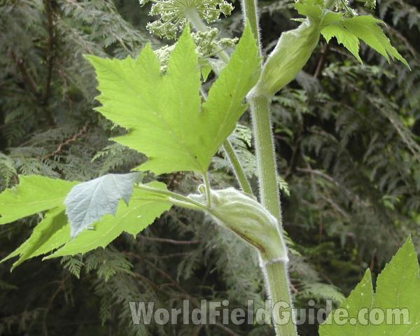 Leaf and Stem<br>(Location of Picture: Cascades, Washington, USA)