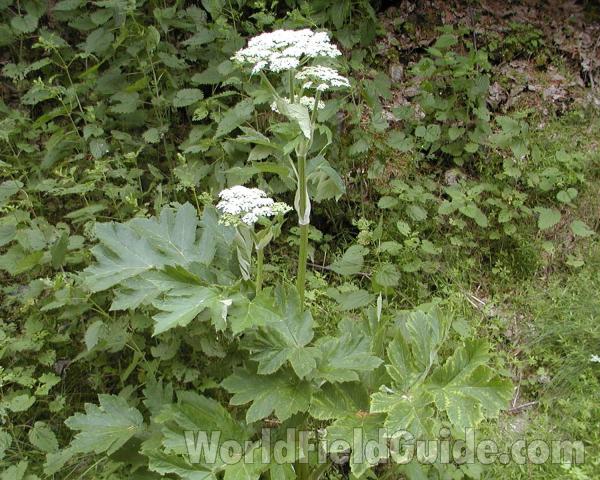 Top Of Plant<br>(Location of Picture: Cascades, Washington, USA)