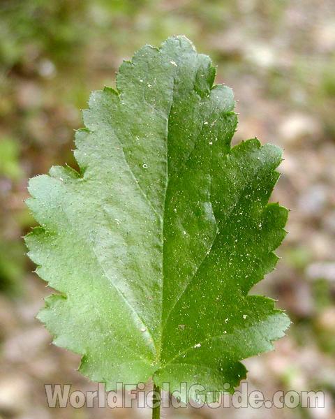 Leaf<br>(Location of Picture: Cascade Mountans, Washington, USA)