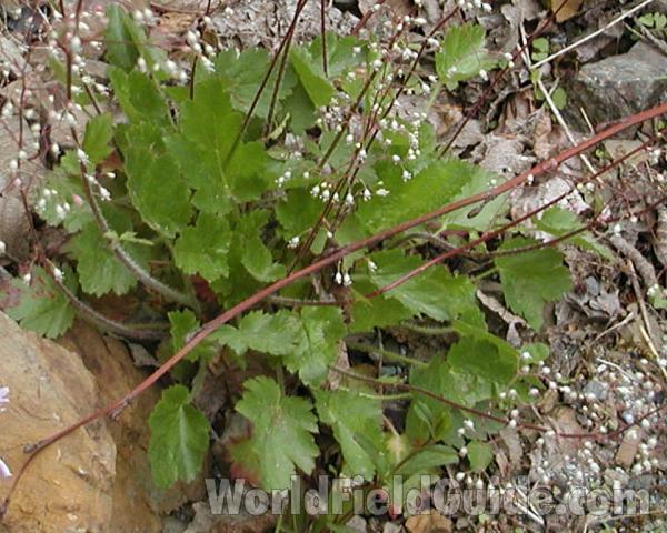 Leaves<br>(Location of Picture: Cascade Mountans, Washington, USA)