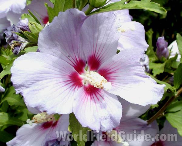 Flower - White<br>(Location of Picture: Garden, Okanogan, Washington, USA)