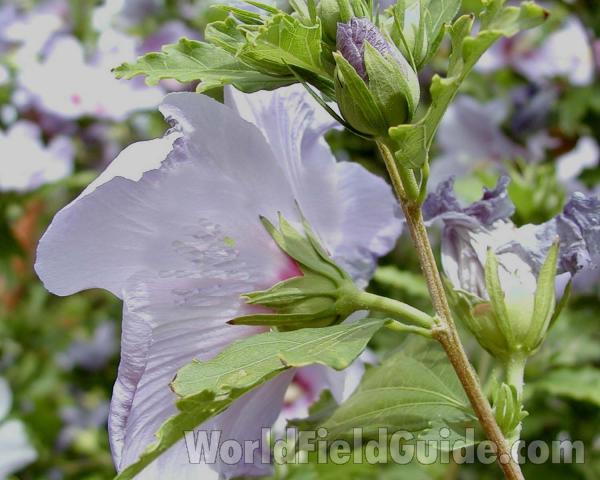 Flower - White - Back View<br>(Location of Picture: Garden, Okanogan, Washington, USA)