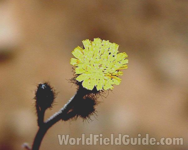 Flower<br>(Location of Picture: Cascade Mountains, Washington, USA)