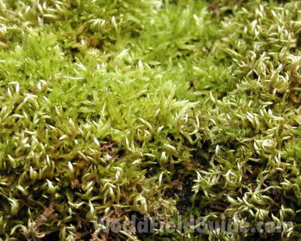 Habitat<br>(Location of Picture: Conconully, Washington, USA)