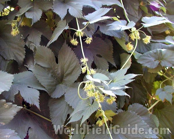Leaves and Flowers<br>(Location of Picture: Neville, Washington, USA)