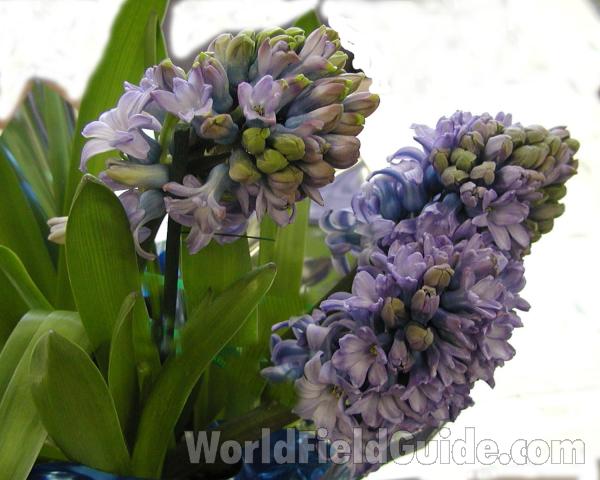 Raceme<br>(Location of Picture: Garden, Okanogan, Washington, USA)