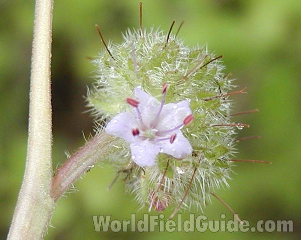Flower<br>(Location of Picture: Okanogan, Washington, USA)